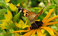 Painted Lady (Vanessa cardui)